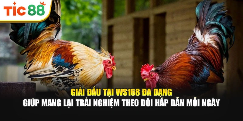 Giải đấu tại WS168 đa dạng giúp mang lại trải nghiệm theo dõi hấp dẫn mỗi ngày