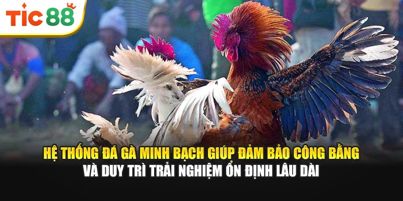 Hệ thống đá gà minh bạch giúp đảm bảo công bằng và duy trì trải nghiệm ổn định lâu dài