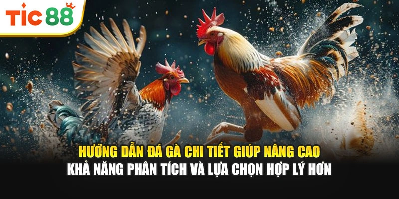 Hướng dẫn đá gà chi tiết giúp nâng cao khả năng phân tích và lựa chọn hợp lý hơn