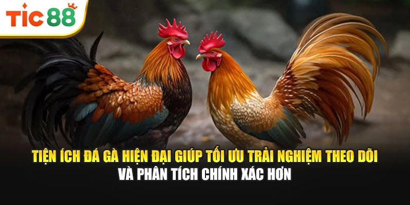 Tiện ích đá gà hiện đại giúp tối ưu trải nghiệm theo dõi và phân tích chính xác hơn