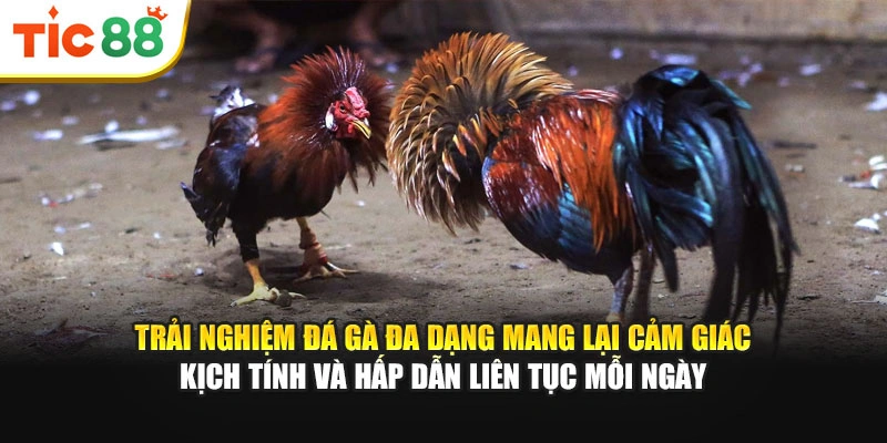 Trải nghiệm đá gà đa dạng mang lại cảm giác kịch tính và hấp dẫn liên tục mỗi ngày