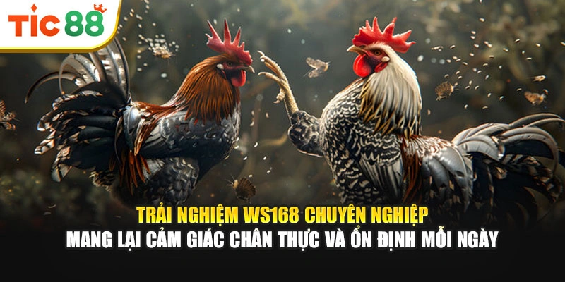 Trải nghiệm WS168 chuyên nghiệp mang lại cảm giác chân thực và ổn định mỗi ngày